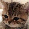 Trickster's profile picture