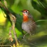 Profilbild von Beau Uirapuru 🐦 #MarcoTemporalNão 🌳
