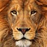 renau48's profile picture