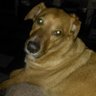 Profilbild von Ernandes Bernardo