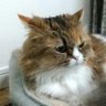 貴子さん profil fotoğrafı