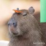 Profilbild von FomA15genious
