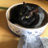 おのまね 的头像