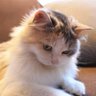 Leeloo57's profile picture
