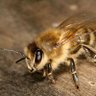 FluffyBee 的头像