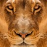 Ms.BORN FREE 🇨🇦🙏 profil fotoğrafı