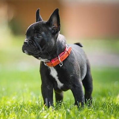 french_bulldog6's profile picture