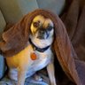 Фото профиля Dog_Gone_Gamer_83