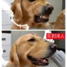 Gjjl 的头像