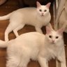 Фото профиля はんびらミルとおとろレオ