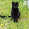 Profilbild von 黒猫の呪い