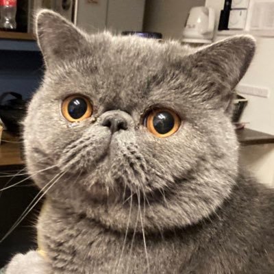 もずく酢's profile picture