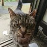 定食屋は虐ヲタ's profile picture
