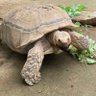 Фото профиля かめさん