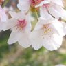 スプリングアロマ🌸(スプアロ🌸) profil fotoğrafı