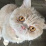 ソースせんべいと梅ジャム 的头像