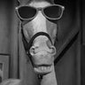 Mr. Ed-EJWTX64's profile picture