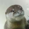 浪漫寝具おきなRemaster初回限定版's profile picture