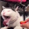 Profilbild von End my suffering