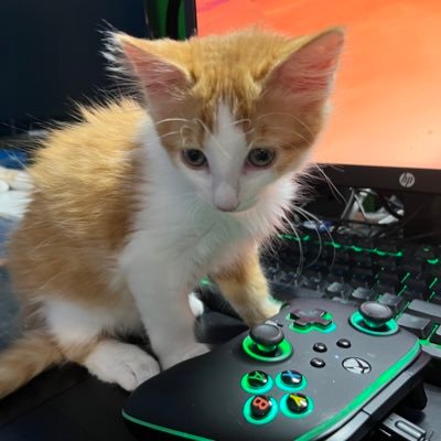 Crits For Cats lnc. Cat Rescue's profile picture