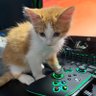 Crits For Cats lnc. Cat Rescue's profile picture