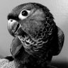 Theconuring's profile picture