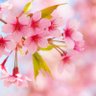 Фото профиля Sakura🌸さくらんぼん🌸