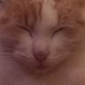 San Negre's profile picture