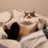 Profilbild von Undeuxtroiscat ⌘