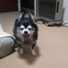 杉上けんしん profil fotoğrafı