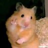 Profilbild von 鼠鼠🐭