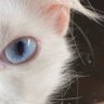 vis profil fotoğrafı