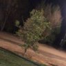عبدالعزيز's profile picture