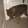 Grizzly's profile picture