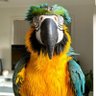 silfoor's profile picture