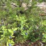 Фото профиля BlumnGold
