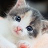 緑茶 profil fotoğrafı