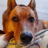 Profilbild von Atorrante y Patipelada