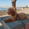 Enzo sessa profil fotoğrafı