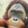 Oliver Tigor profil fotoğrafı