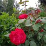 ahmed86 profil fotoğrafı