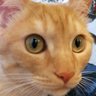 のらうさぎ 的头像