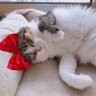 猫又 profil fotoğrafı
