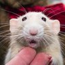 Profilbild von Jellyrat