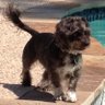bogey mcbirdie's profile picture