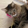 うーこ profil fotoğrafı