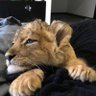 الاسد 的头像