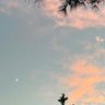 panpan profil fotoğrafı