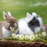 Фото профиля IStan9Bunnies