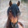 Profilbild von Will